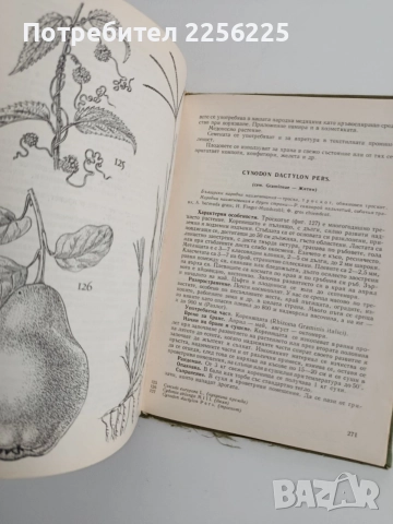 Нашите лекарствени растения ( част 1 ), снимка 4 - Специализирана литература - 54752162