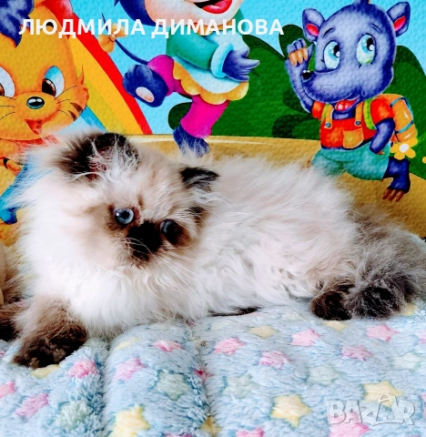 Хималайско момиче , снимка 10 - Персийска - 55159626