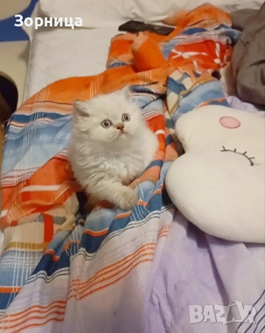 Британска сребърна чинчила , снимка 12 - Чинчили - 54337750