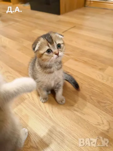 🐾 Чистокръвни котенца Scottish Fold – Golden & Silver 🐾, снимка 4 - Чинчили - 55353347