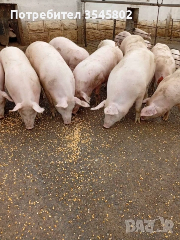 Прасета 2 €/кг.