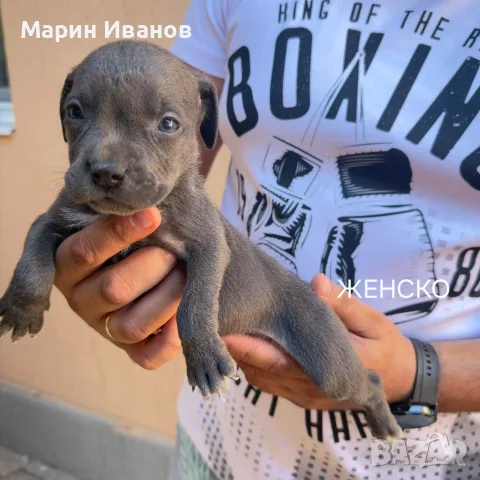 Сини питбулчета , снимка 8 - Питбул - 55629640