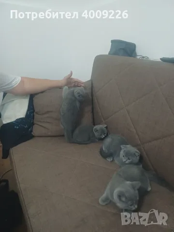 Британска котка