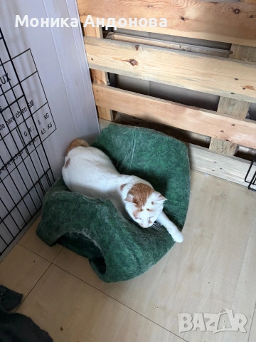 Сляпо мъжко коте си търси дом, снимка 6 - Други - 55275953