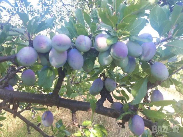 Продавам сини сливи ,, Стенлей ", снимка 4 - Домашни продукти - 55579556