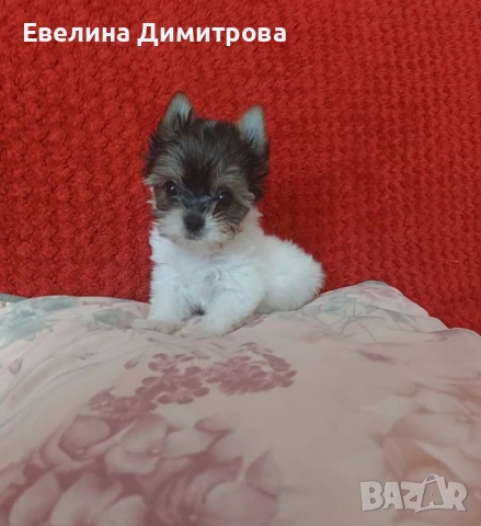 Йоркширски териер бивер момиче