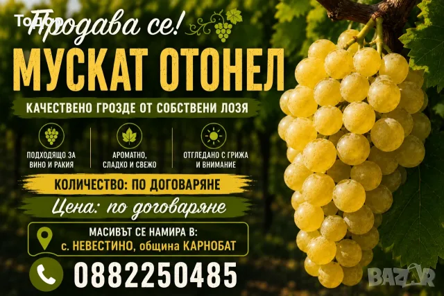  Грозде Мускат отонел 