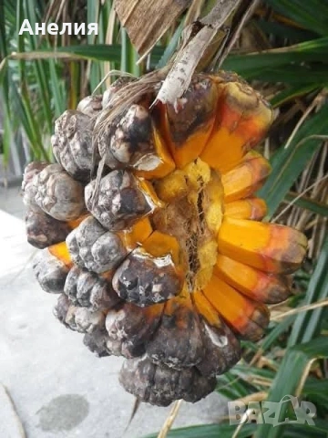 Палма Пандантус- рядко растение-, снимка 2 - Стайни растения - 54349225