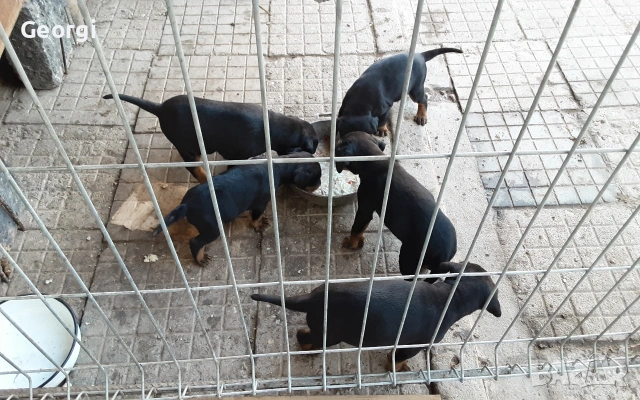 продавам малки кучета ягтериер 