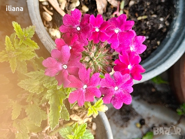 Продавам различни видове цветя, снимка 4 - Градински цветя и растения - 54170180