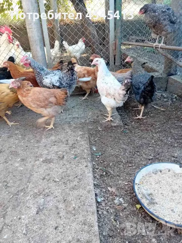 Кокошки ярки, уоман барун, брама, бял легхорн и селски кокошки, снимка 10 - Кокошки и пуйки - 52341582