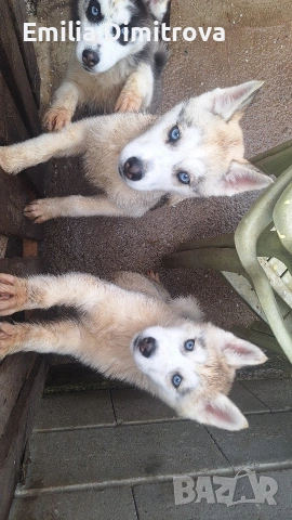 продавам хъскита кучете