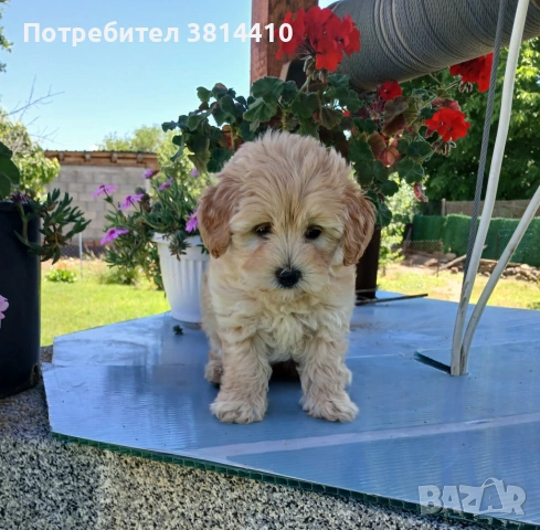 Малтипу