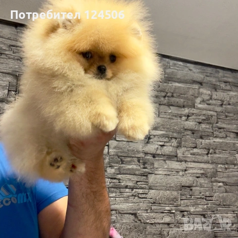 Померан мини померанче, снимка 3 - Померан - 54960163