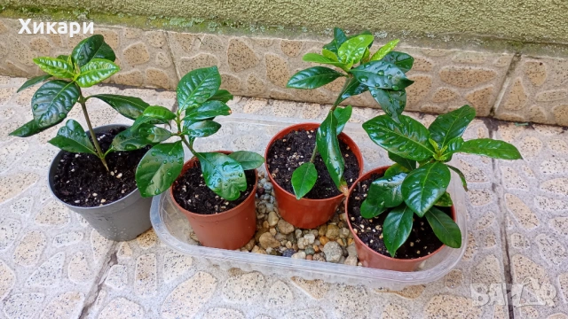 Гардения Gardenia Jasminoides, снимка 6 - Градински цветя и растения - 54782564