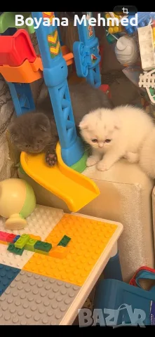 Британски и шотлански котенца