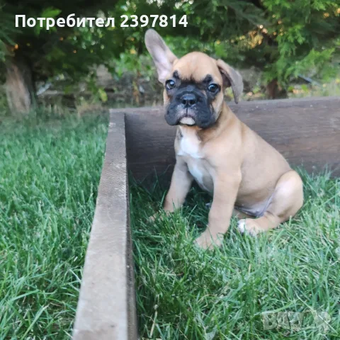 Френски булдог - Женско, снимка 8 - Френски булдог - 55008762