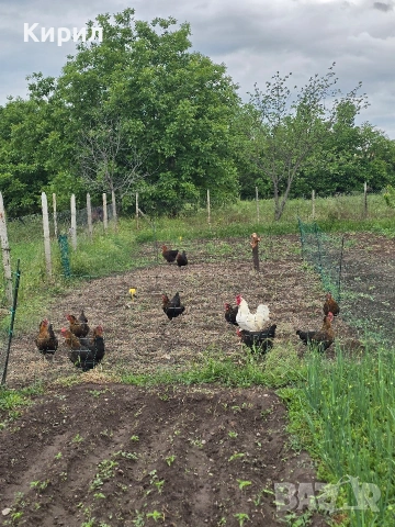 🥚 Домашни яйца от свободно отглеждани кокошки – Пловдив 🐓 , снимка 11 - други­ - 54726146