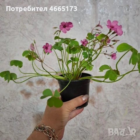 Оксалис /Детелина Бяла и Розова , снимка 14 - Градински цветя и растения - 54510708