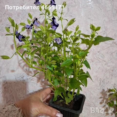 Комплект Цветя Торения, снимка 8 - Градински цветя и растения - 54886857