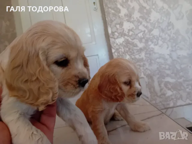 Американски кокер шпаньоли, снимка 2 - Кокер шпаньол - 55434530