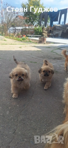 Две женски пекинезчета, снимка 3 - Пекинез - 53972603