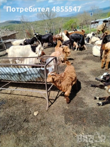 Продавам Кози и ярета, снимка 3 - Кози - 54894873