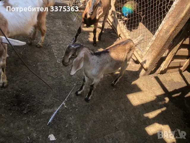 Ярета мъжко и женско, снимка 7 - Кози - 55310698