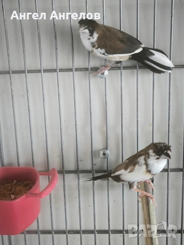 амадини японки