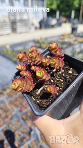 Червен седум Пурпурна Зима, Sedum spirium " Purpur Winter ", снимка 9 - Градински цветя и растения - 46784135
