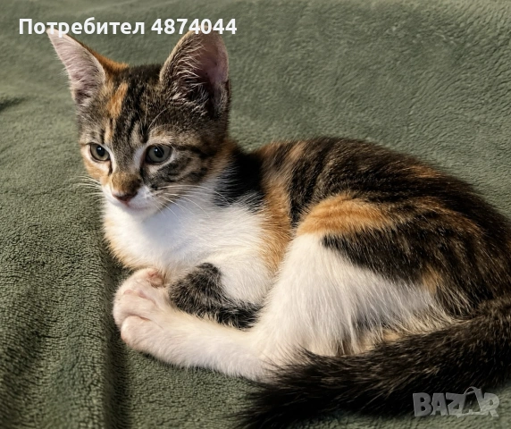Подарявам котенца, снимка 2 - Други - 55138672