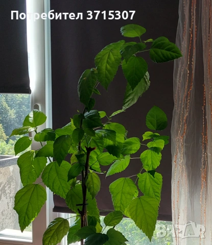 Китайска роза ,кливия, снимка 7 - Стайни растения - 53837775