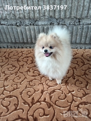 мъжки на 8 месеца , снимка 3 - Померан - 54030872