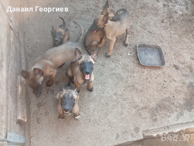 Белгийска овчарка Малинуа , снимка 2 - Белгийска овчарка - 55589076