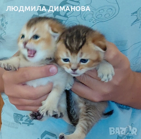 Златни чинчили  мъжки 