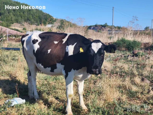 Продавам крави и телета 