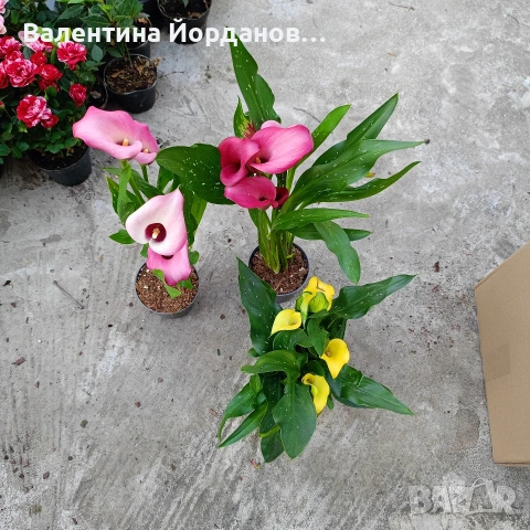 кала три цвята , снимка 5 - Градински цветя и растения - 54250719