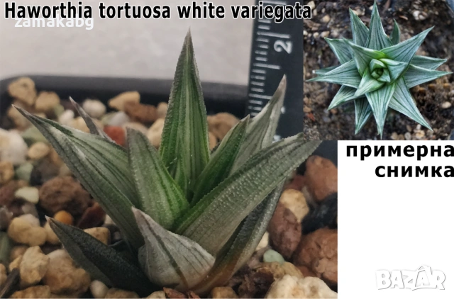Хавортия (Haworthia tortuosa white variegata), рядко сукулентно растение и за колекционери