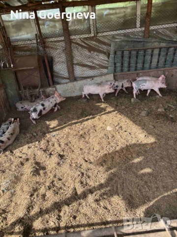 Прасенца