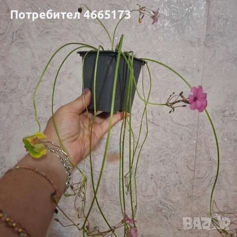Комплект Цветя Детелини, снимка 8 - Стайни растения - 55017101