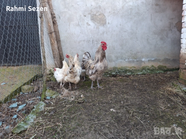 Разплодни яйца , снимка 9 - Кокошки и пуйки - 54167827