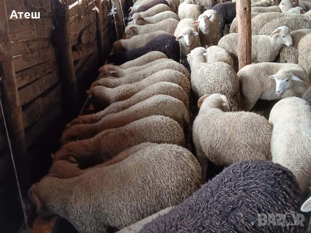 Агнета за клане и за дамазлък, снимка 2 - Овце - 53992251