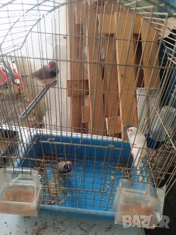 зеброви амадини, снимка 4 - други­ - 54049497