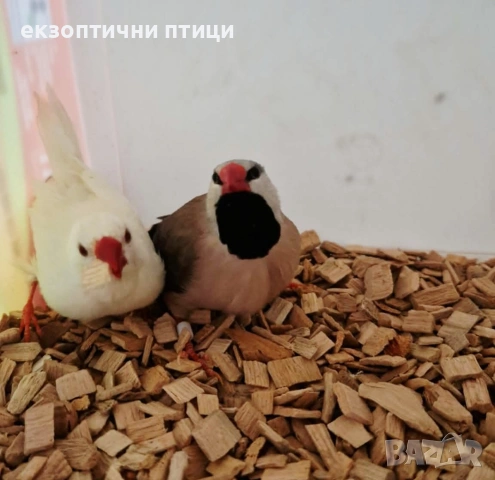 Продавам двойка Остроопашати , снимка 3 - Амадини - 54594747