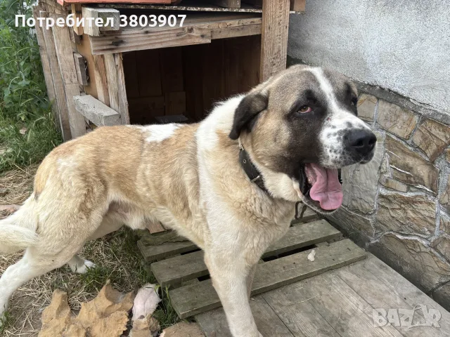 алабай микс спешно търси дом, снимка 3 - Средноазиатска овчарка - 55429086