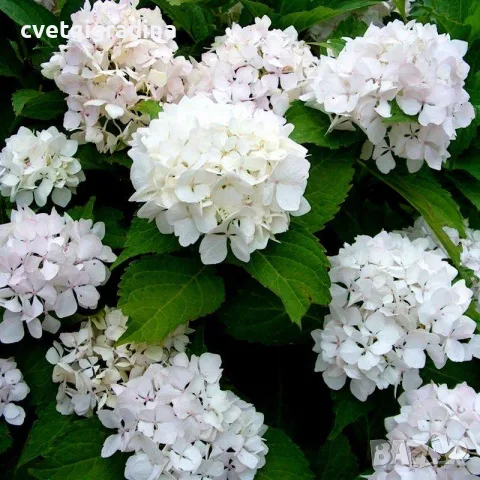 Hydrangea macrophylla ‘Soeur Thérèse’ – „Сестра Тереза“, снимка 3 - Градински цветя и растения - 55639612