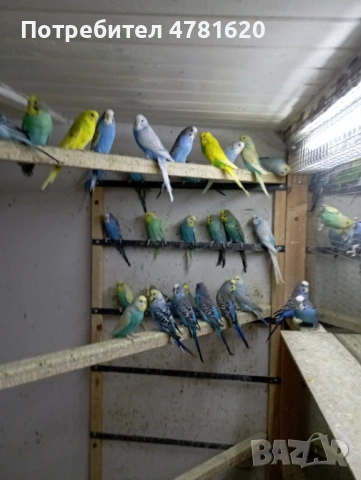 Вълнисти папагали, снимка 7 - Папагали - 54019154