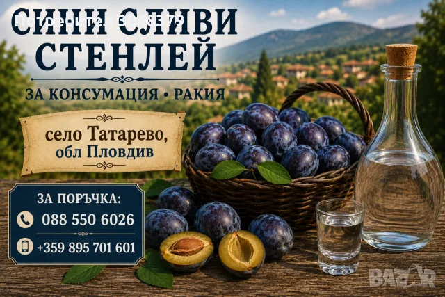 Синя слива сорт Стенлей 