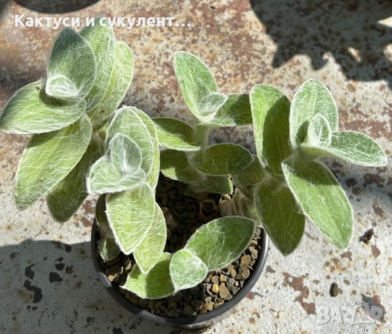 Сукулент Tradescantia sillamontana растение , снимка 2 - Градински цветя и растения - 54982725