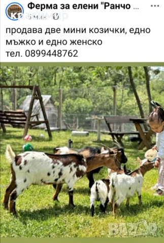 продавам мини козички